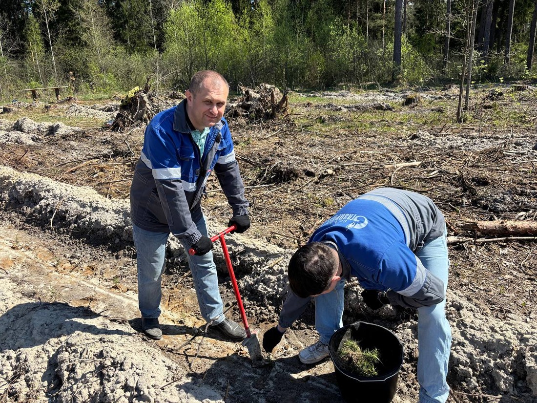 Высадка сосенок в Брянской области